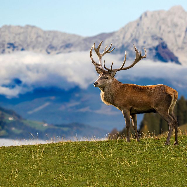 Wildfütterung am Futterplatz