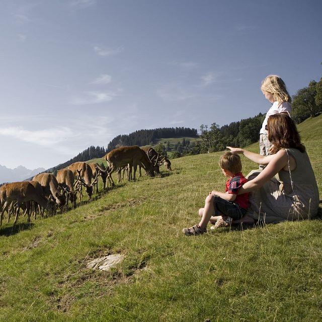 Feeding the animals at the feed area