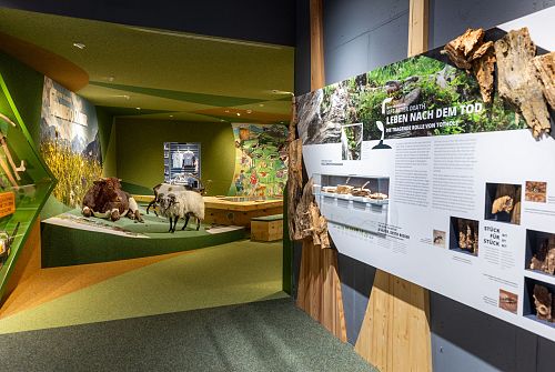 Almsommer (c)  Franz Reifmüller - Ferienregion Nationalpark Hohe Tauern (159)